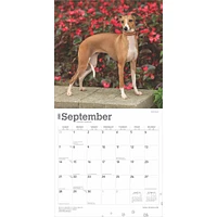 Italian Greyhounds Wall 2025 Calendar - Online Exclusive