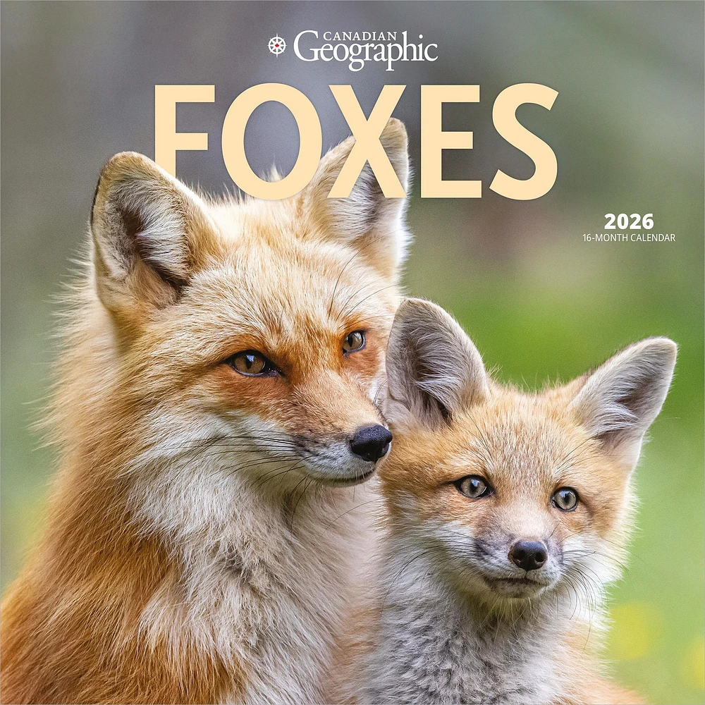 Canadian Geographic Foxes 2026 Wall Calendar - Online Exclusive