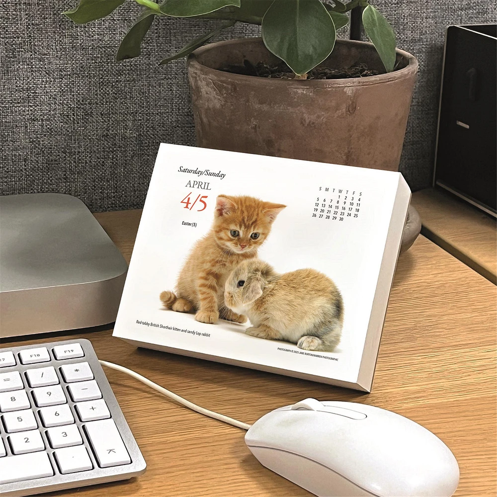 Kittens And Friends Box  2026 Calendar
