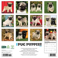 Just Pug Puppies 2026 Wall Calendar