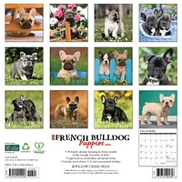 Just French Bulldog Puppies Wall 2025 Calendar