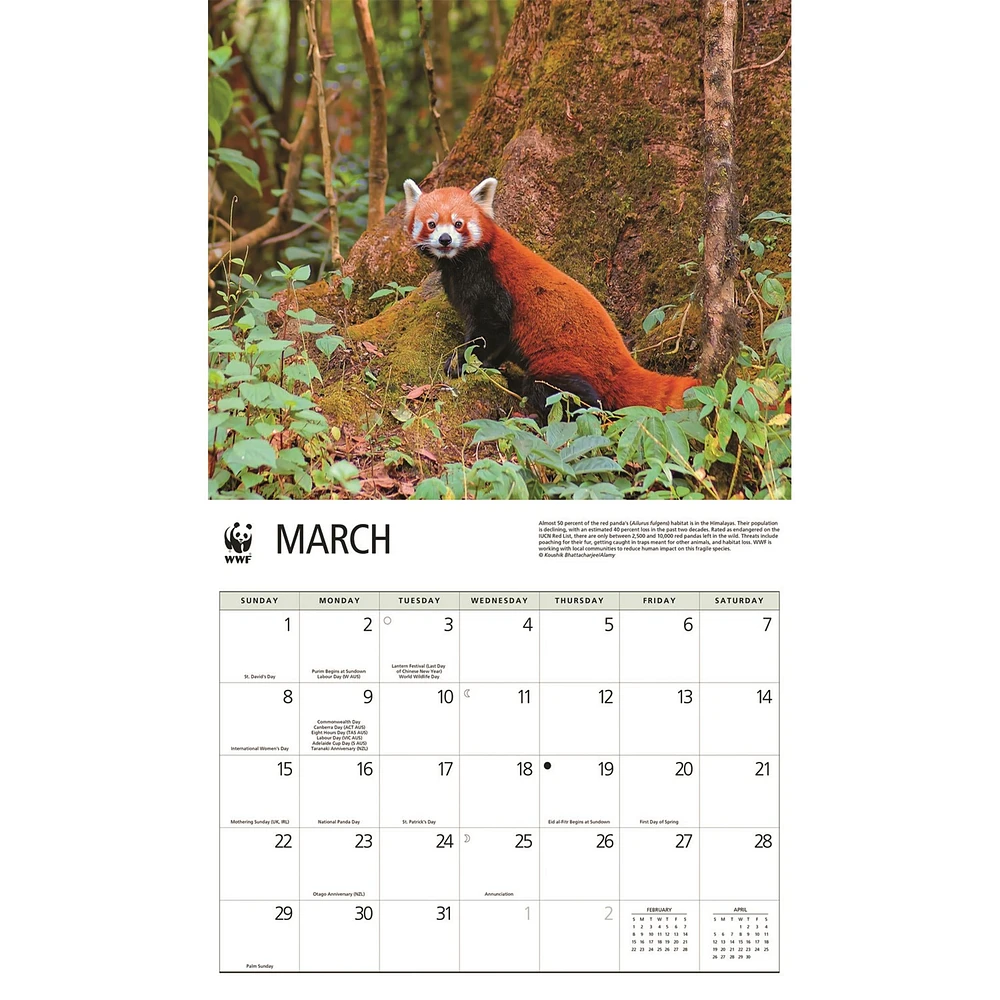 World Wildlife Fund Red Pandas  2026 Wall Calendar