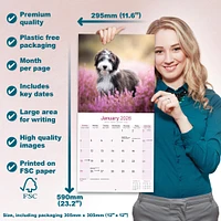 Bearded Collie Wall  2026 Calendar