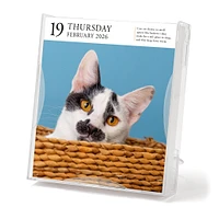 Cat Gallery 2026 Box Calendar