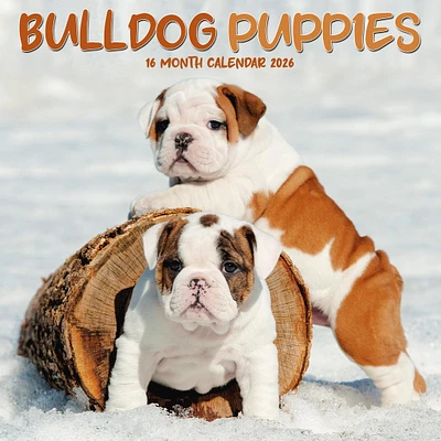 Bulldog Puppies 2026 Mini Calendar