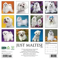 Just Maltese 2026 Wall Calendar - Online Exclusive