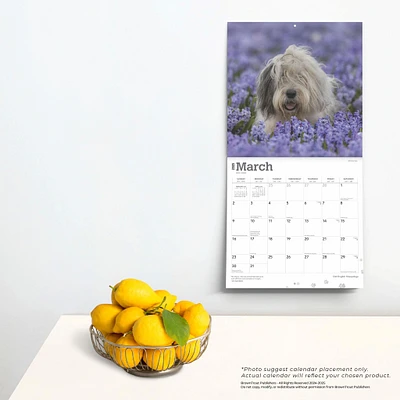 Old English Sheepdogs Wall 2025 Calendar