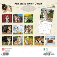 Welsh Corgis Pembroke 2026 Wall Calendar - Online Exclusive