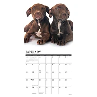 Just  American Pit Bull Terrier Puppies 2026 Wall Calendar - Online Exclusive