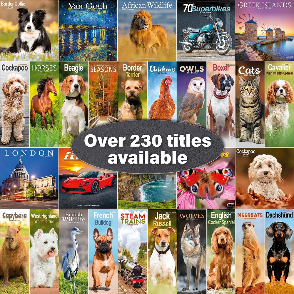 Bearded Collie Wall  2026 Calendar