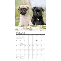 Just Pug Puppies 2026 Wall Calendar