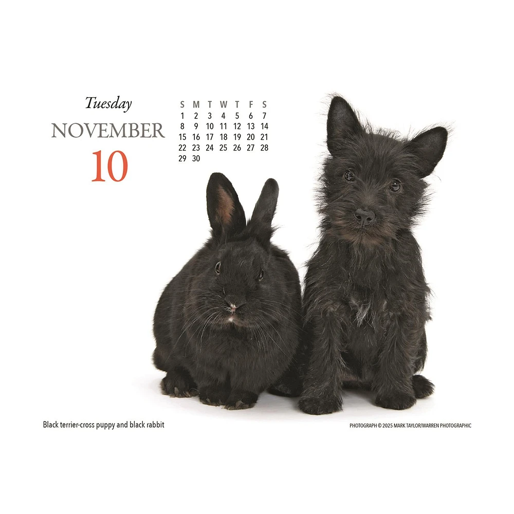 Puppies And Friends 2026 Box Calendar