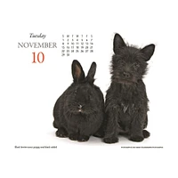 Puppies And Friends 2026 Box Calendar