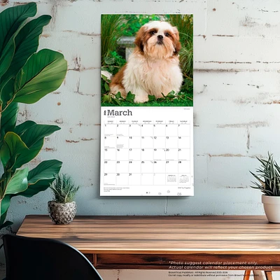 Shih Tzu Puppies 2026 Wall Calendar