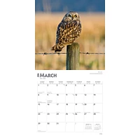 Owls 2026 Wall Calendar - Online Exclusive