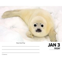 Baby Animals Box 2025 Calendar - Online Exclusive