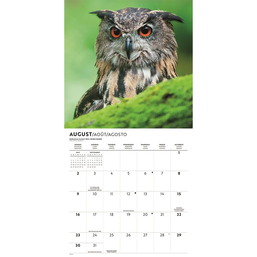 Owls 2026 Wall Calendar
