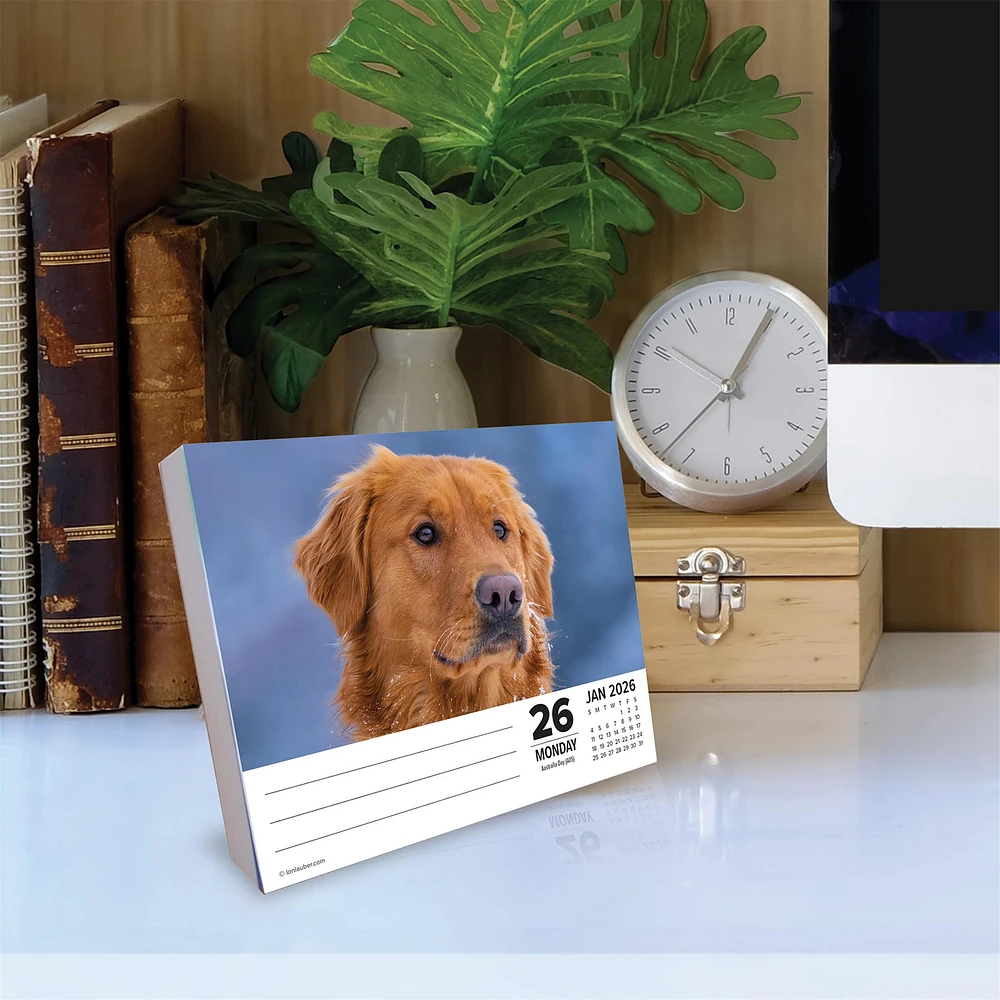 Just Goldens 2026 Box Calendar