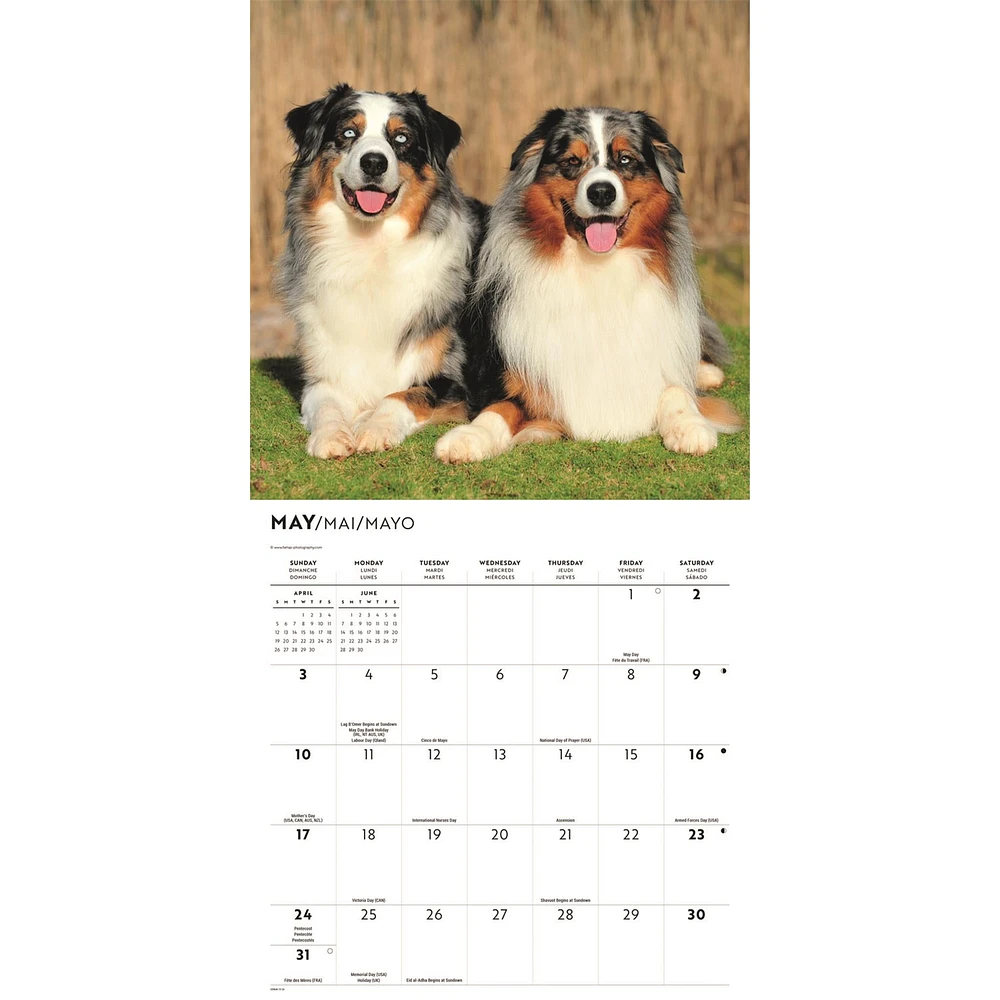 Australian Shepherds 2026 Wall Calendar