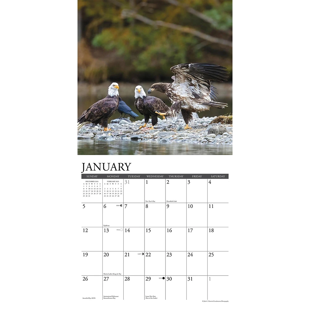 Eagles Wall 2025 Calendar - Online Exclusive