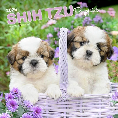 Shih Tzu Puppies 2026 Wall Calendar