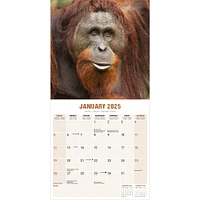 Apes Wall 2025 Calendar - Online Exclusive