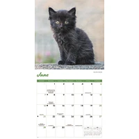 Black Kittens 2026 Wall Calendar