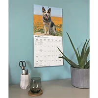Australian Cattle Dogs 2026 Wall Calendar