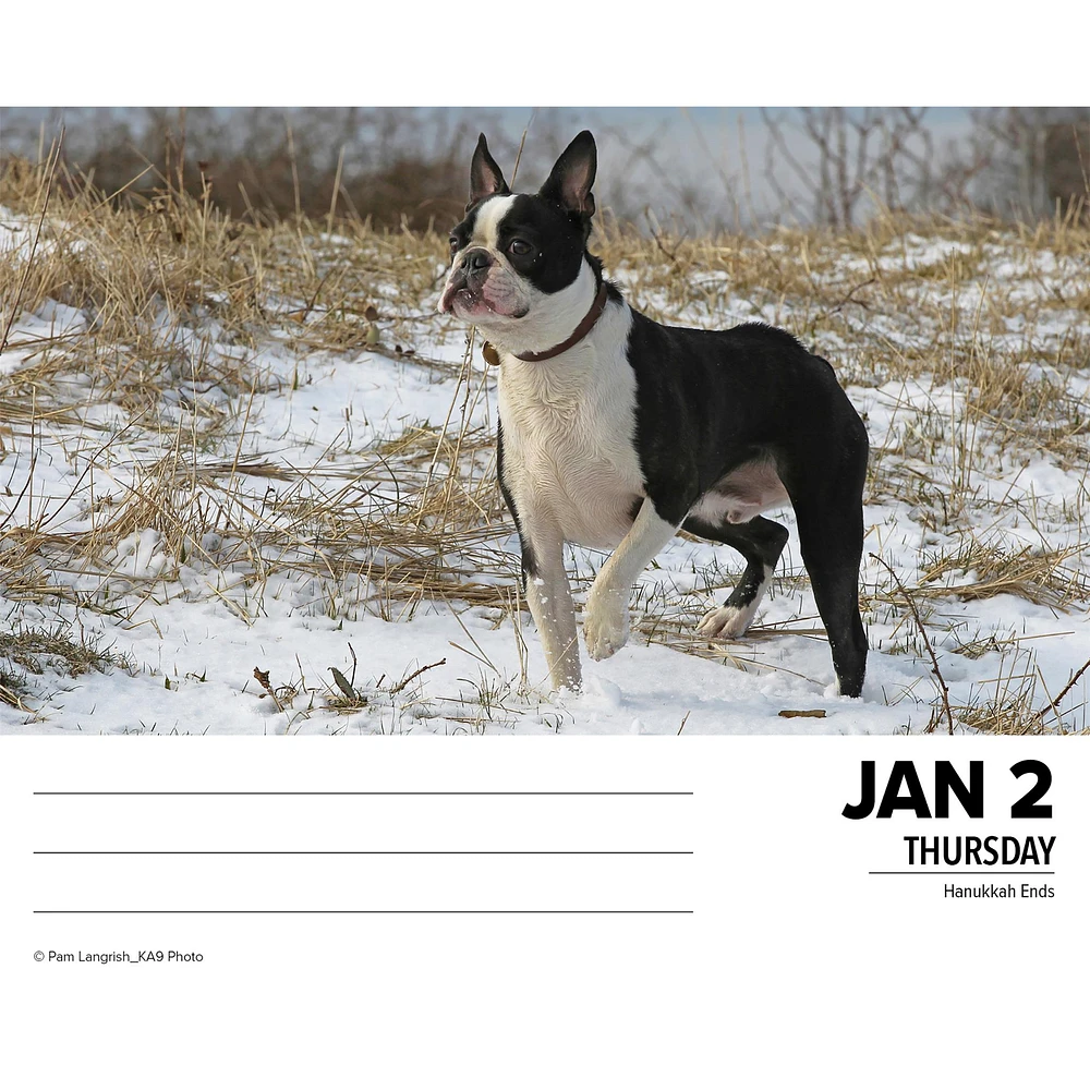 Just Boston Terriers Box 2025 Calendar - Online Exclusive