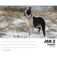 Just Boston Terriers Box 2025 Calendar - Online Exclusive