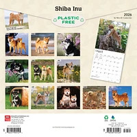 Shiba Inu 2026 Wall Calendar - Online Exclusive
