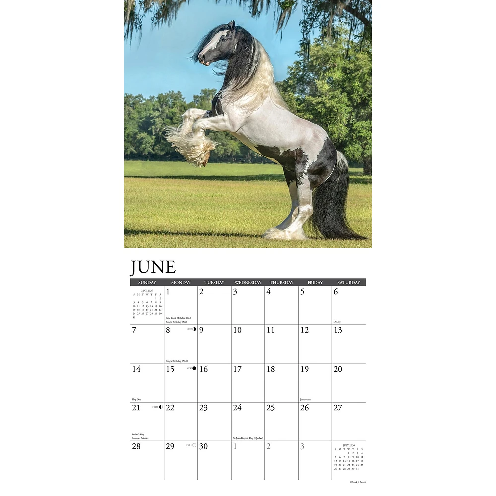 Gypsy Vanner Horse 2026 Wall Calendar