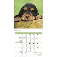 Puppies 2026 Wall Calendar