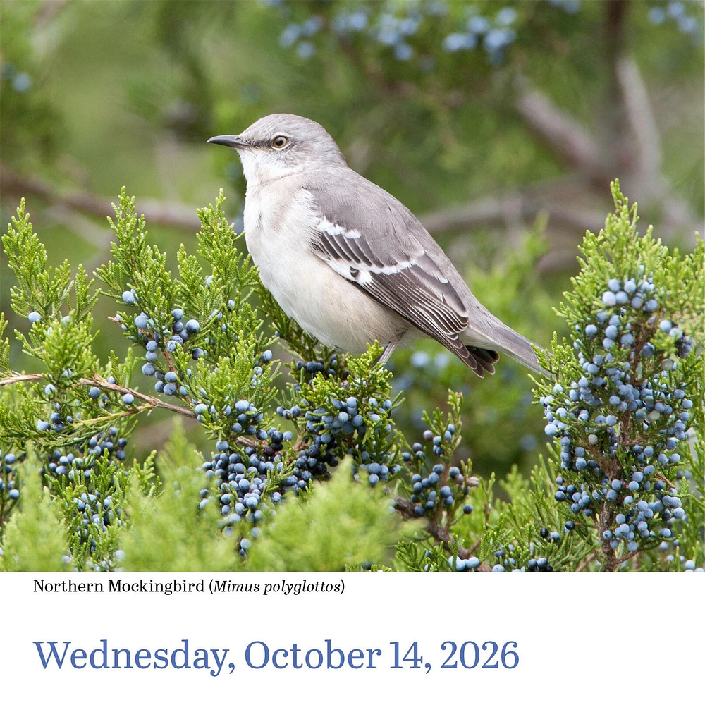 Audubon Birds 2026 Box Calendar