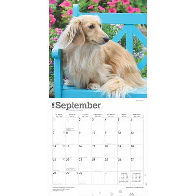 Dachshunds Miniature Wall 2025 Calendar