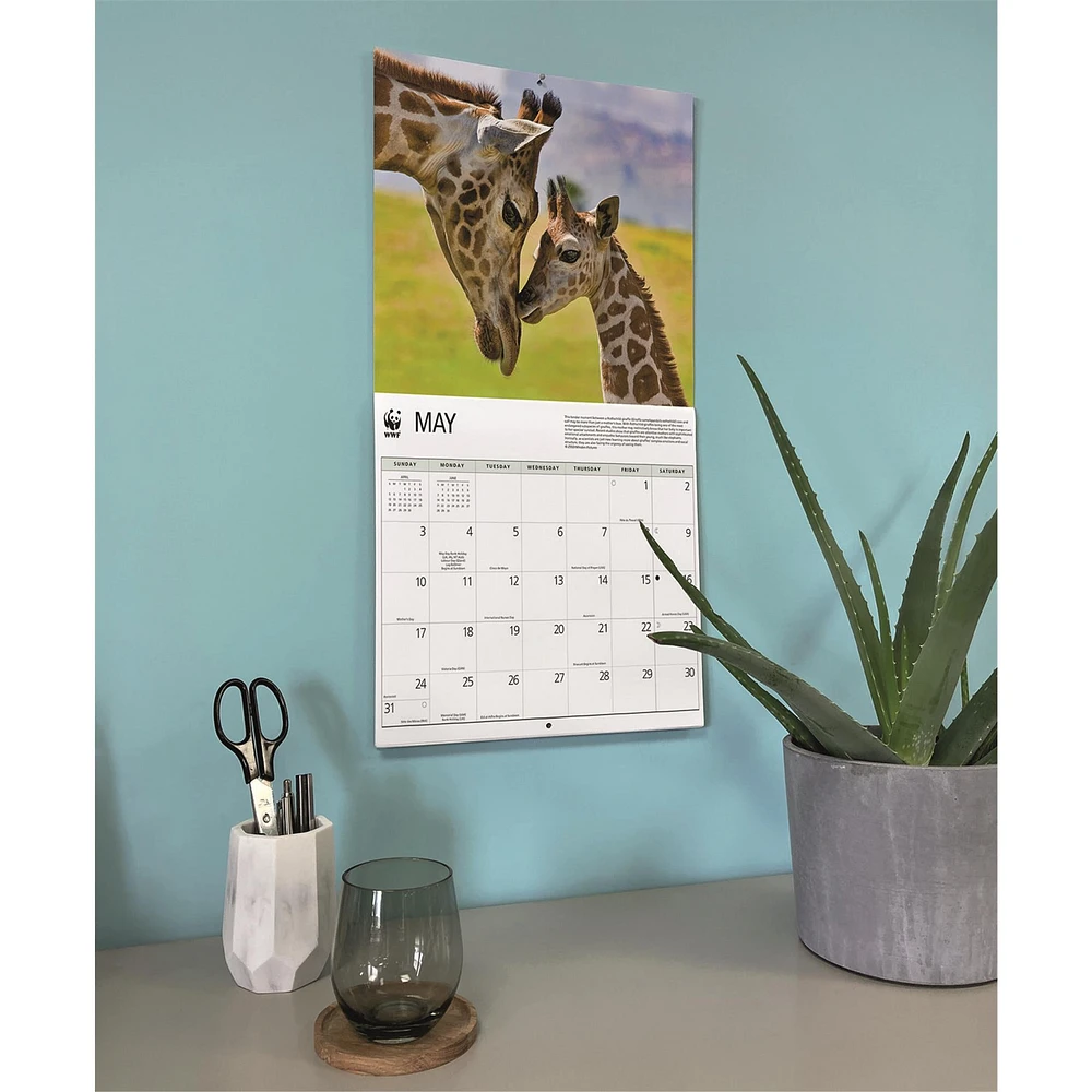 World Wildlife Fund Giraffes 2026 Wall Calendar