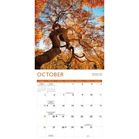 Trees Wall 2025 Calendar