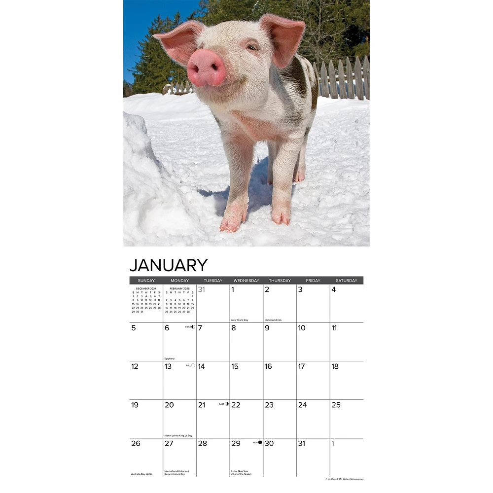 12 Little Piggies Wall 2025 Calendar - Online Exclusive