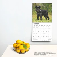 Schnauzers Miniature Wall 2025 Calendar