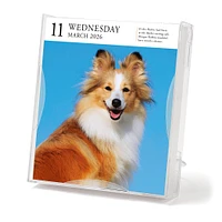 Dog Gallery 2026 Box Calendar