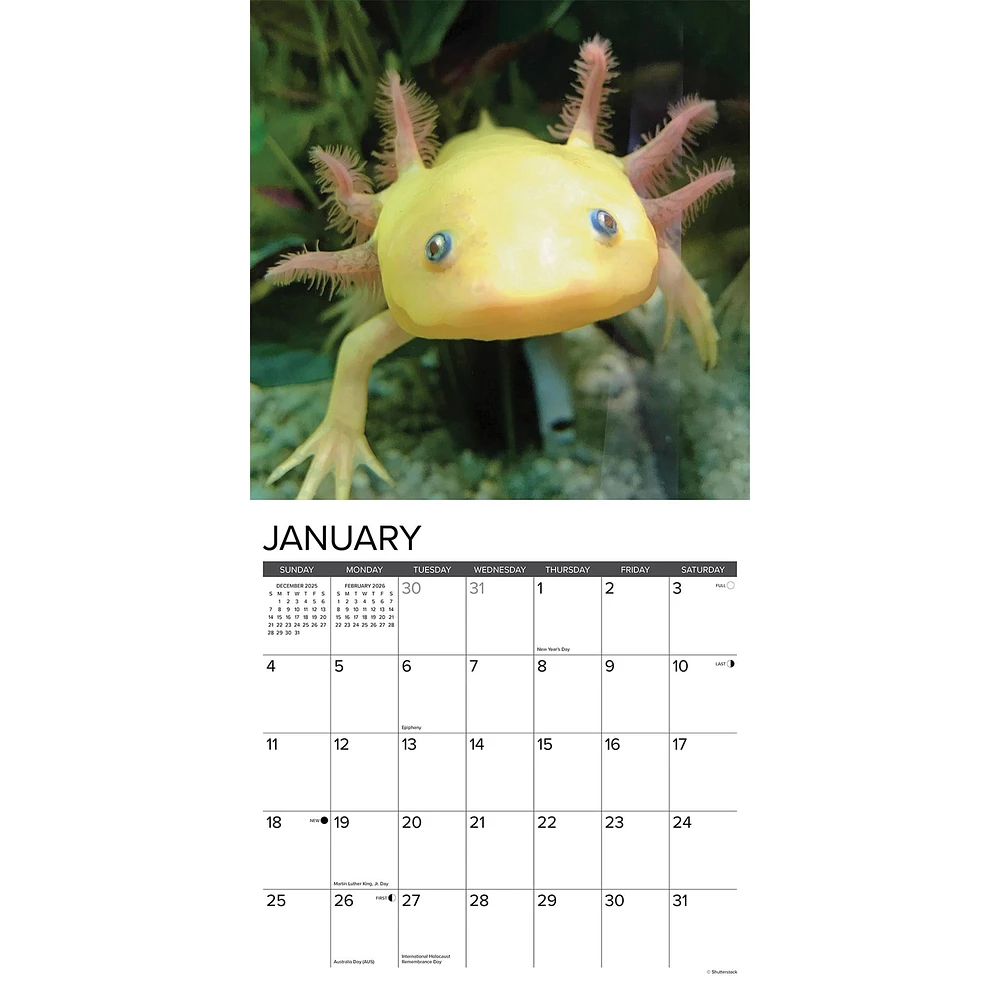 Axolotls 2026 Wall Calendar
