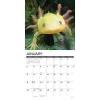 Axolotls 2026 Wall Calendar