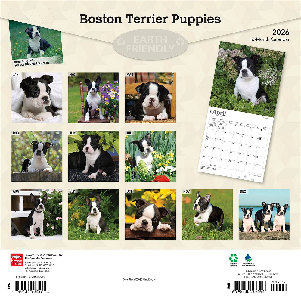 Boston Terrier Puppies 2026 Wall Calendar - Online Exclusive