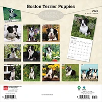 Boston Terrier Puppies 2026 Wall Calendar - Online Exclusive