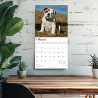 Bulldog Puppies 2026 Wall Calendar - Online Exclusive