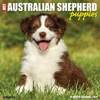 Just Australian Shepherd Puppies Wall 2025 Calendar