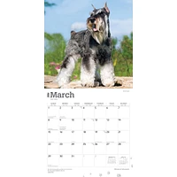 Miniature Schnauzers 2026 Wall Calendar