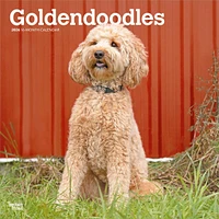 Goldendoodles 2026 Wall Calendar