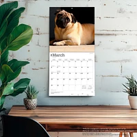 Pugs 2026 Wall Calendar