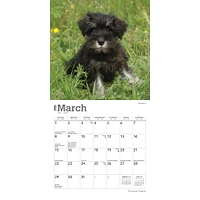 Schnauzer Puppies 2026 Mini Calendar